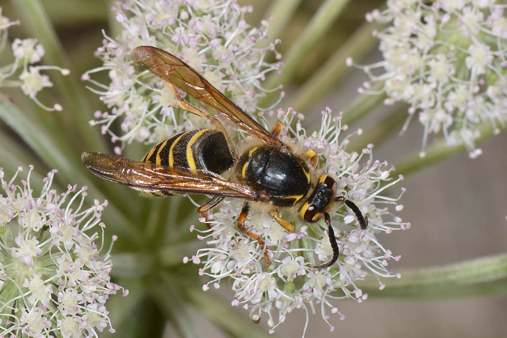 Dolichovespula media (Vespidae)